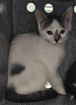 Lorelai -  Domestic Short Hair Cat for Adoption in Athens, Tennessee - Lorelai | PetCurious