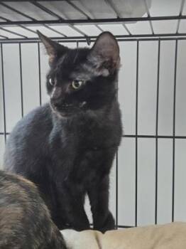 Turbo -  Domestic Medium Hair and Domestic Short Hair Cat for Adoption in River Ridge, Louisiana - Turbo | PetCurious