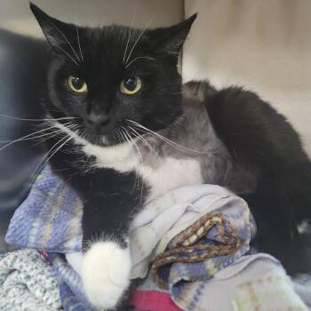 Squeakers -  Domestic Short Hair Cat for Adoption in Plover, Wisconsin - Squeakers | PetCurious
