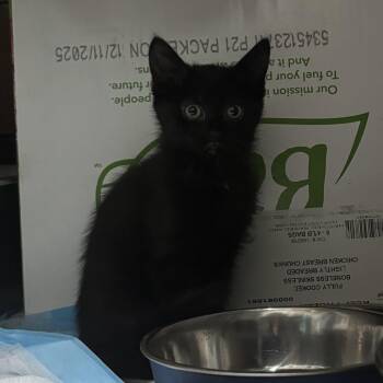 Domestic Long Hair Cats Available for Adoption in Ben Avon, Pennsylvania - Clubs & Diamond | PetCurious