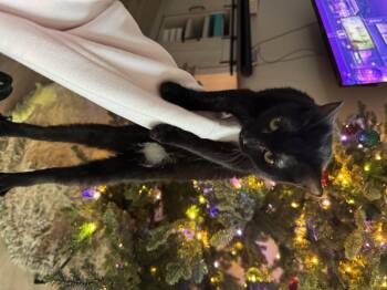 Rescue Domestic Short Hair Cats for Adoption in Manhattan, Kansas - Toes | PetCurious