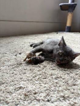 Pepper (bonded with Cayenne) -  Domestic Short Hair Cat for Adoption in Oakland, California - Pepper (bonded With Cayenne) | PetCurious