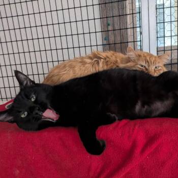 Panther -  Domestic Short Hair Cat for Adoption in Santa Rosa, California - Panther | PetCurious