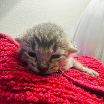 Rescue Domestic Short Hair Cats for Adoption in Apopka, Florida - Bentley 9.5.25 | PetCurious