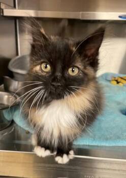 Rescue Domestic Long Hair Cats for Adoption in Houghton Lake, Michigan - Nutmeg | PetCurious