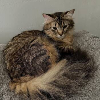 Domestic Long Hair Cats Available for Adoption - Tigeress | PetCurious
