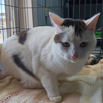 Rescue Domestic Short Hair Cats for Adoption in Jefferson City, Tennessee - Yammy | PetCurious