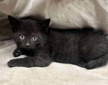 Rescue Domestic Short Hair Cats for Adoption in Winnipeg, Manitoba - Lola | PetCurious