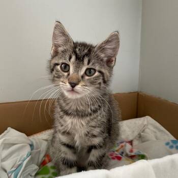 Book -  Domestic Short Hair Cat Available for Adoption in Evanston, Illinois - Book | PetCurious