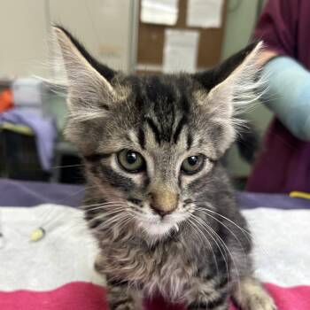 Mort -  Domestic Short Hair Cat for Adoption in West Point, Mississippi - Mort | PetCurious