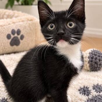 Luna -  Domestic Short Hair and Tuxedo Cat for Adoption in Coachella, California - Luna | PetCurious
