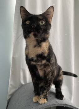 Rescue Domestic Short Hair Cats for Adoption in Cary, North Carolina - Casey | PetCurious