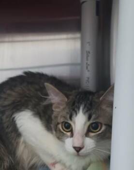 Domestic Short Hair Cats Available for Adoption - Jett | PetCurious