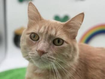 Domestic Medium Hair Cats Available for Adoption - Charley | PetCurious