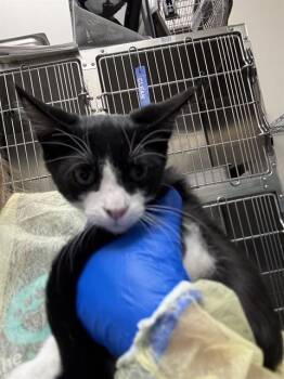 PLANKTON -  Domestic Short Hair Cat for Adoption in Las Vegas, Nevada - PLANKTON | PetCurious