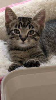 Cedric -  Tabby Cat for Adoption in Missoula, Montana - Cedric | PetCurious