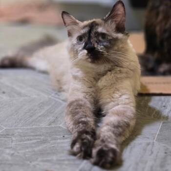 Siamese and Domestic Medium Hair Cats Available for Adoption in Brownsboro, Alabama - Dandelion | PetCurious