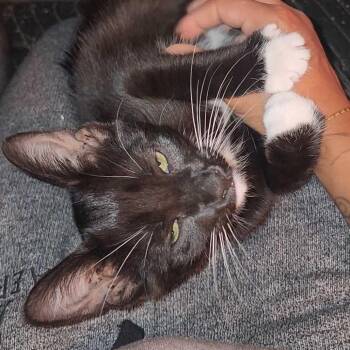 Cerros -  Domestic Short Hair Cat for Adoption in Abbotsford, British Columbia - Cerros | PetCurious