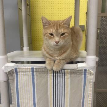 Rescue Domestic Short Hair Cats for Adoption in Lyndhurst, New Jersey - Miranda | PetCurious