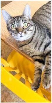 Frieda -  Domestic Short Hair Cat for Adoption in Webster Groves, Missouri - Frieda | PetCurious