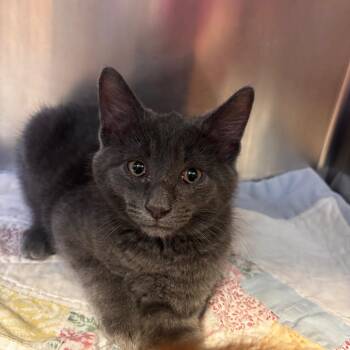 Mini Cooper -  Domestic Short Hair Cat for Adoption in Belleville, Illinois - Mini Cooper | PetCurious