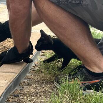 Huit -  Domestic Short Hair Cat for Adoption in San Antonio, Texas - Huit | PetCurious