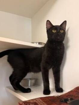Jimmy Kimmel -  Domestic Short Hair Cat for Adoption in Savannah, Georgia - Jimmy Kimmel | PetCurious