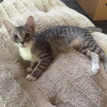 Joan Harris -  Domestic Short Hair Cat for Adoption in Houston, Texas - Joan Harris | PetCurious