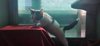 Momo -  Domestic Short Hair Cat for Adoption in Edgewood, New Mexico - Momo | PetCurious