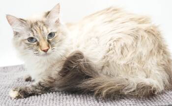 Pippa and Charger - WOW SPECTACULAR BONDED INCREDIBLE - VIDEOS -  Birman and Siamese Cat for Adoption in Bedford Hills, New York - Pippa And Charger - WOW SPECTACULAR BONDED INCREDIBLE - VIDEOS | PetCurious
