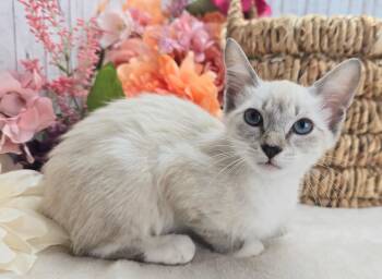 Clementine -  Siamese and Snowshoe Cat for Adoption in Ocean Springs, Mississippi - Clementine | PetCurious