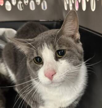 Domestic Short Hair Cats Available for Adoption in Troutdale, Oregon - Hawthorne (mcas) | PetCurious
