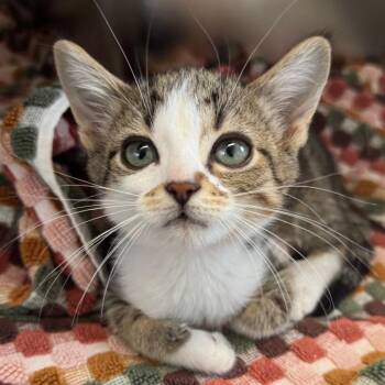 Artemis -  Domestic Short Hair Cat for Adoption in West Olive, Michigan - Artemis | PetCurious