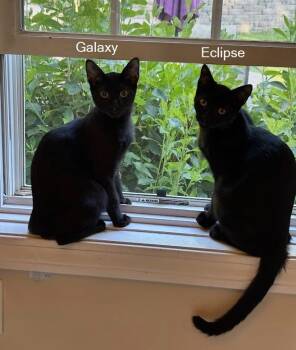 Eclipse -  Domestic Short Hair Cat for Adoption in Hudson, New Hampshire - Eclipse | PetCurious