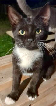 Rescue Domestic Short Hair Cats for Adoption in Trenton, New Jersey - Sofia | PetCurious