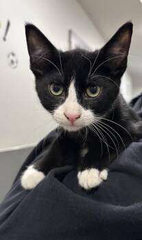 Lil Boots -  Tuxedo Cat for Adoption in Raymond, Washington - Lil Boots | PetCurious
