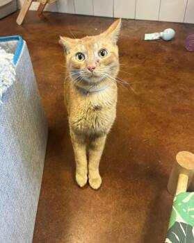 Megladon -  Domestic Short Hair Cat for Adoption in Salinas, California - Megladon | PetCurious