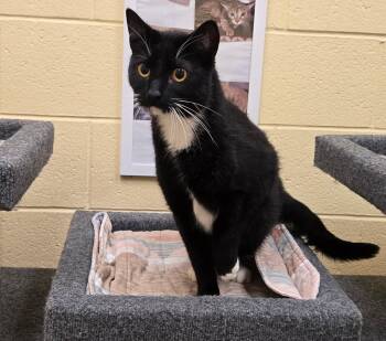 Hades -  Domestic Short Hair Cat for Adoption in Sierra Vista, Arizona - Hades | PetCurious