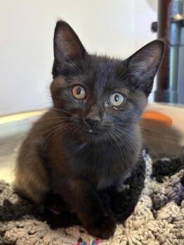 Eros -  Domestic Short Hair Cat for Adoption in Winnipeg, Manitoba - Eros | PetCurious