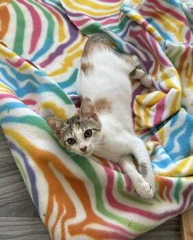 Ashling bonded to Declan -  Domestic Short Hair Cat for Adoption in Portland, Oregon - Ashling Bonded To Declan | PetCurious