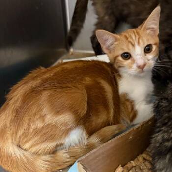 Lord Tootington -  Domestic Short Hair Cat for Adoption in Westminster, California - Lord Tootington | PetCurious