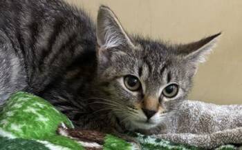 94046A Fuzzy Bear-Petco North Charleston -  Domestic Short Hair Cat for Adoption in North Charleston, South Carolina - 94046A Fuzzy Bear-Petco North Charleston | PetCurious