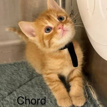 Chord (black collar) -  Domestic Short Hair Cat for Adoption in Kingman, Kansas - Chord (black Collar) | PetCurious