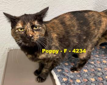 Rescue Tortoiseshell Cats for Adoption in Weatherford, Texas - Poppy | PetCurious
