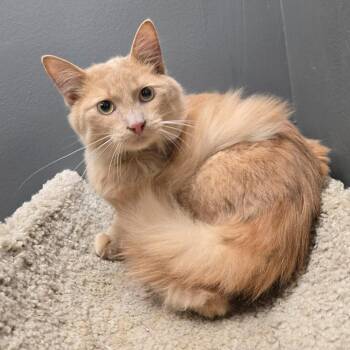 Winslow -  Domestic Medium Hair Cat for Adoption in Buffalo, New York - Winslow | PetCurious