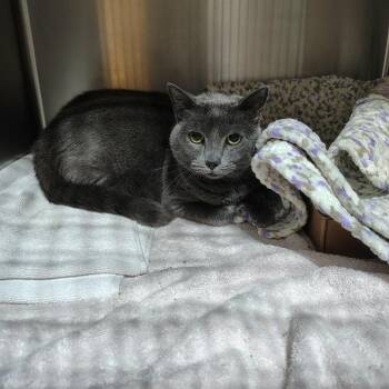 Gabby -  Domestic Short Hair and Mixed Breed Cat for Adoption in Harrisonburg, Virginia - Gabby | PetCurious
