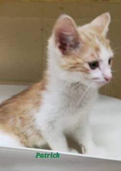 Domestic Short Hair Cats Available for Adoption in Cedar Rapids, Iowa - Patrick | PetCurious