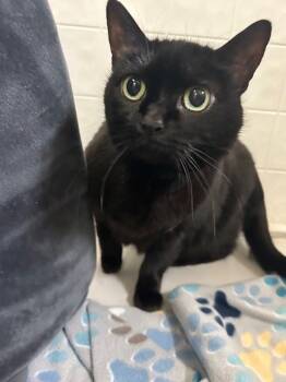 Rescue Domestic Short Hair Cats for Adoption in Kingston, New York - Luna | PetCurious