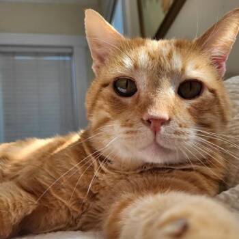 Garfield -  Domestic Short Hair Cat for Adoption in Fayetteville, Arkansas - Garfield | PetCurious