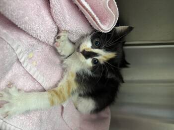 Rescue Domestic Short Hair Cats for Adoption in Liberty, Missouri - Yam | PetCurious